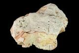 Oreodont (Merycoidodon) Maxilla Section - South Dakota #146173-5
